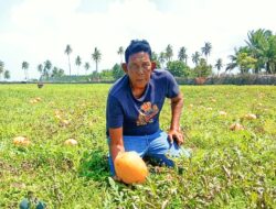 Boy Basri Tanjung (Koboy) Berharap Pemerintah Daerah Perhatikan Para Petani Semangka Pasir Paneh