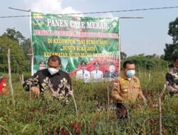 Tanam Kedelai Dan Panen Cabe Bersama Bupati Dan Wabup Bungo, Gubernur Jambi Ajak Petani Manfaatkan Lahan Tidur.