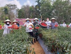 Bersama Dandim 0416 Bute Dan Kadis  TPH Bun, Bupati Bungo Hadiri Panen Raya Cabai Merah, Di Dusun Mangun Jayo