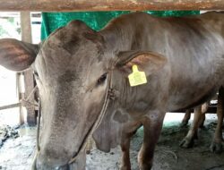 Sapi Dan Kerbau Di Bungo Di Pasang Eartag, Ini Tujuannya.
