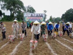 Bupati Bungo Tanam Perdana Jagung Hibrida Di Dusun Mangun Jayo Dan Serahkan Bantuan Pupuk ke Petani