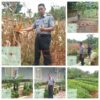 Kalapas Kelas ll B Lubuk Basung Budi Suharto Tinjau Lokasi Ketahanan Pangan Para WBP