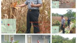 Kalapas Kelas ll B Lubuk Basung Budi Suharto Tinjau Lokasi Ketahanan Pangan Para WBP