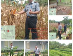 Kalapas Kelas ll B Lubuk Basung Budi Suharto Tinjau Lokasi Ketahanan Pangan Para WBP
