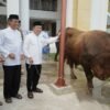 Gubernur Al Haris Serahkan Sapi Kurban Presiden Prabowo Seberat 930 Kilogram di Jambi