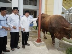 Gubernur Al Haris Serahkan Sapi Kurban Presiden Prabowo Seberat 930 Kilogram di Jambi